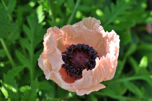 Pink Poppy Flower II