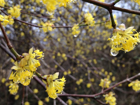 Cornus Mas (European Cornel or Dogwood)