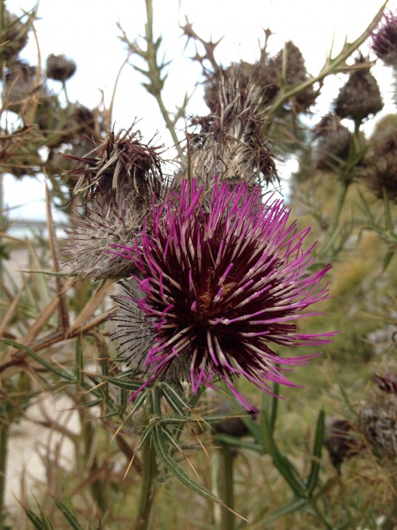 Thistle
