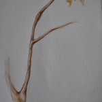 Watercolor F Tree Branch