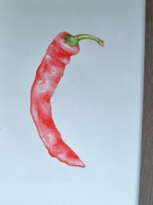 C Red Chili Pepper Watercolor